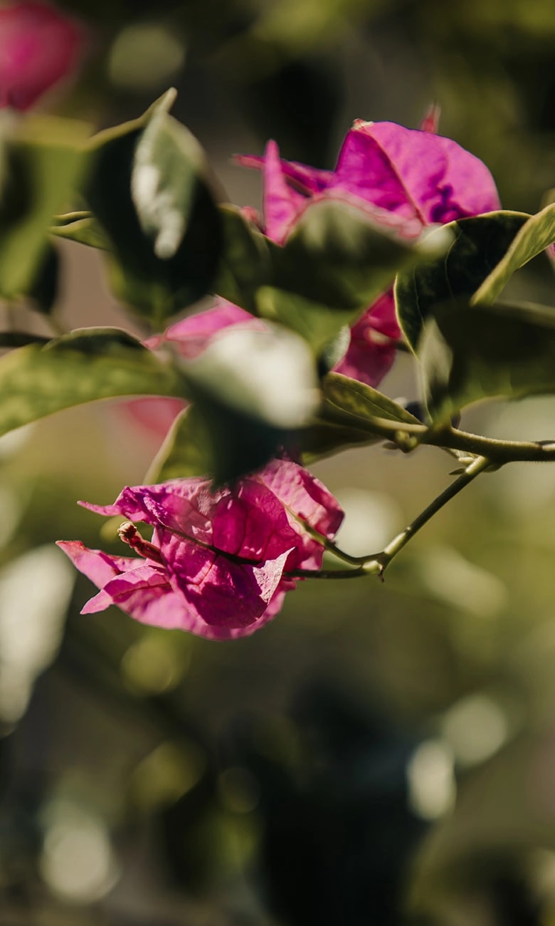Bougainvillea nel giardino di BeeKind
